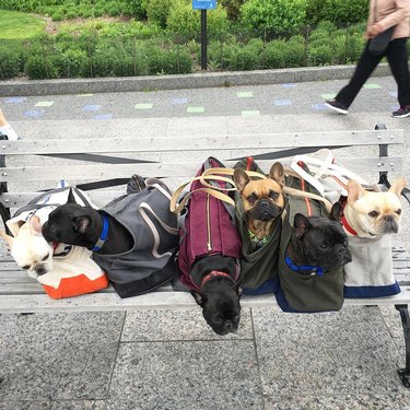 Row of dogs in bags on park bench