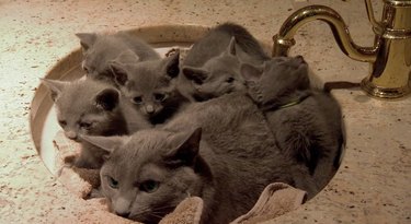 Annoyed cat surrounded by kittens