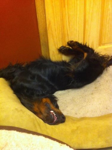 Dog sleeping in one corner of their bed and in a twisted body position.