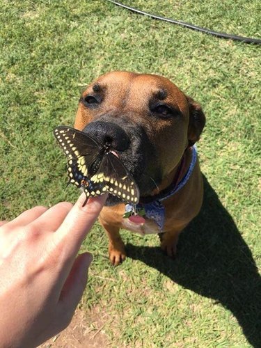 Dog looking up at butterfly held on human's finger.