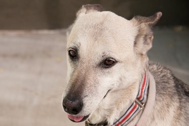 Close up of a white dog