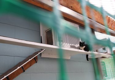 I Can Has Catio: 5 Things We Learned About The Hottest Cat Accessory Of 2017