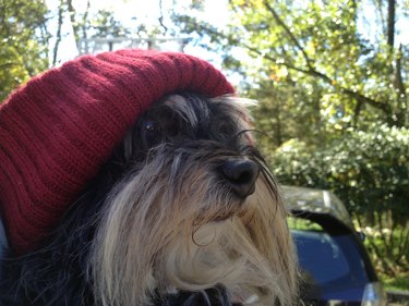 Dog in hat