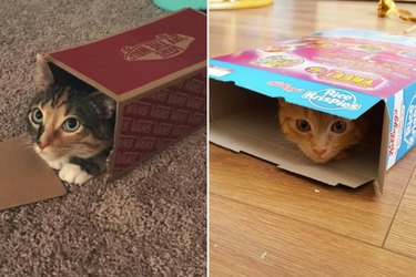 cats obsessed with boxes
