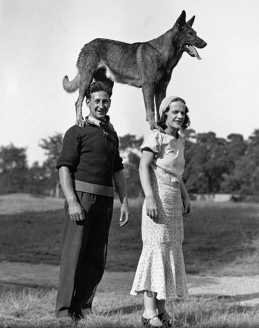 Vintage photo of a German shepherd standing on the shoulders of two people