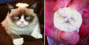 Pets that look like other things