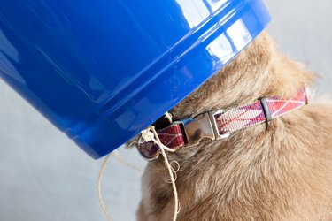 How to Make a Dog Head Cone to Prevent Wound Licking