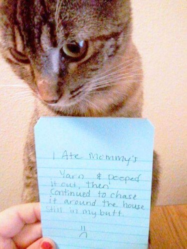 Best Cat Shaming Pictures on the Internet