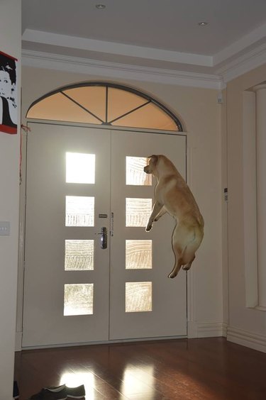 Large yellow dog is jumping several feet in the air in front of a door.