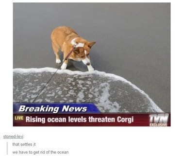Corgi on beach pulling away from water. Caption: Breaking News, Rising ocean levels threaten Corgi