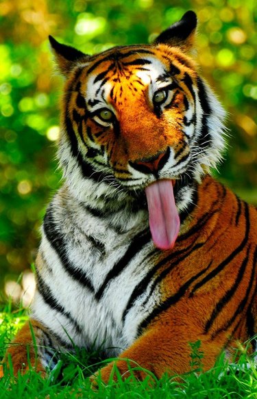 Tiger with its tongue sticking out of its mouth