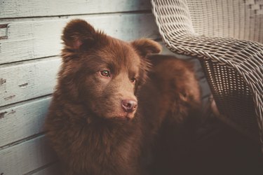Mixed breed dog that looks like a bear with a contemplative expression