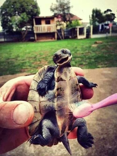Toothbrush turtle