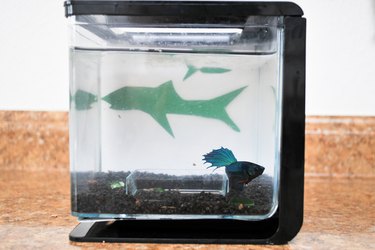 Blue betta fish in tank