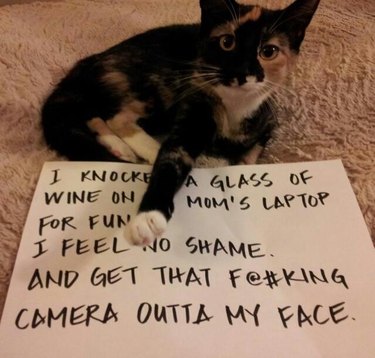 Best Cat Shaming Pictures on the Internet