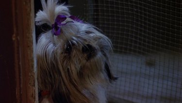 the most iconic dogs and cats from the movies
