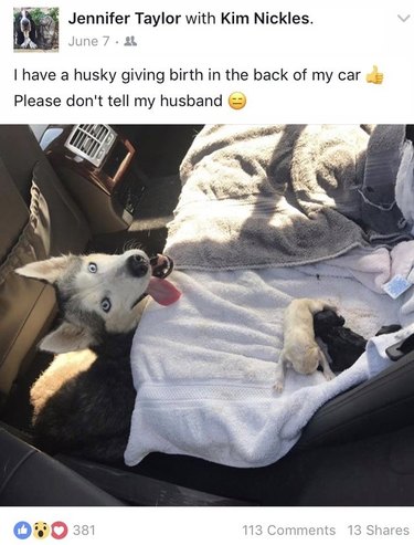 Adorable Husky Gives Birth in the Back of a Woman's Mercedes and She Begs People Not to Tell Her Husband