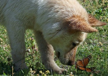 Dog looking closely at butterfly in grass.