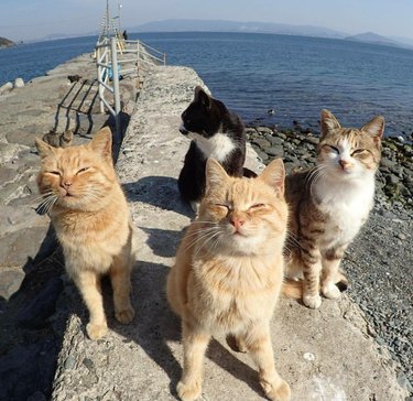 Four cats on a pier.