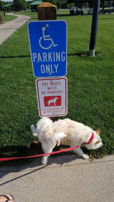 dog peeing on no dogs allowed sign