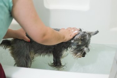 Bathing a small gray dog.