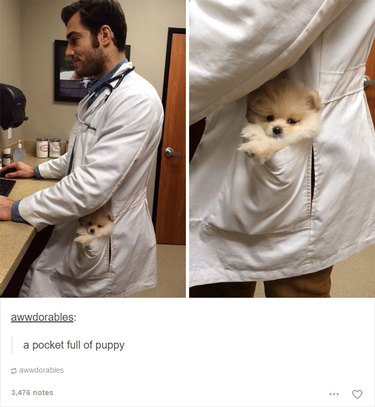 Just 55 Tumblr Posts About Animals That Will Make You LOL