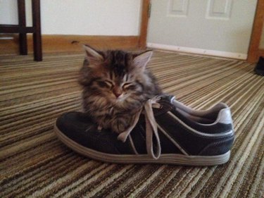 Chaton endormi sur une chaussure de tennis.