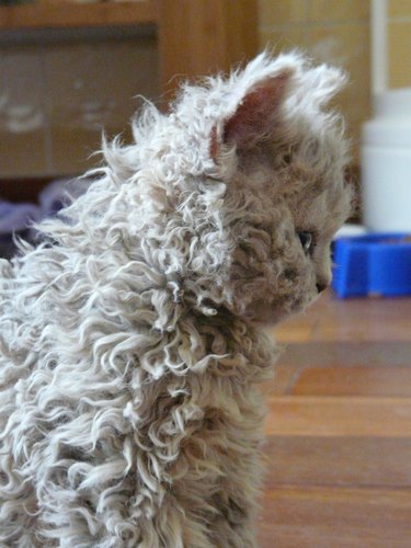 These Very Important Photos Of Curly-Haired 'Poodle Cats' Will Make You So Happy
