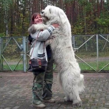 21 Animals Who Have No Idea How Big They Are