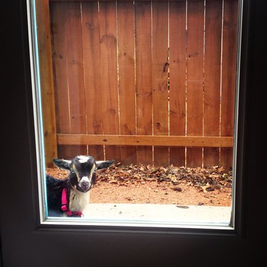 Pets Who Are Ready to Come Inside Now