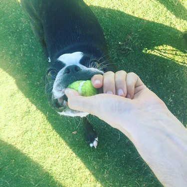 Dog tugging at tennis ball in photographer's hand.