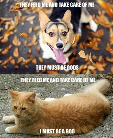 Meme: Dog; "They feed me and take care of me; they must be gods." Cat: "They feed me and take care of me; I must be a god."