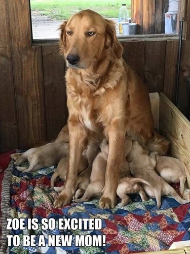 23 Animals Who Are So OVER Parenting