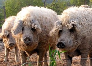 Stop Everything & Look At These Fairy Tale Piggies With Curly Hair