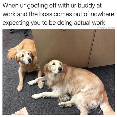 Dogs looking guilty in office cubicle. Caption: When ur goofing off with ur buddy at work and the boss comes out of nowhere expecting you to be doing actual work