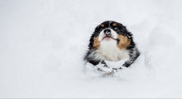 cute dog in snow
