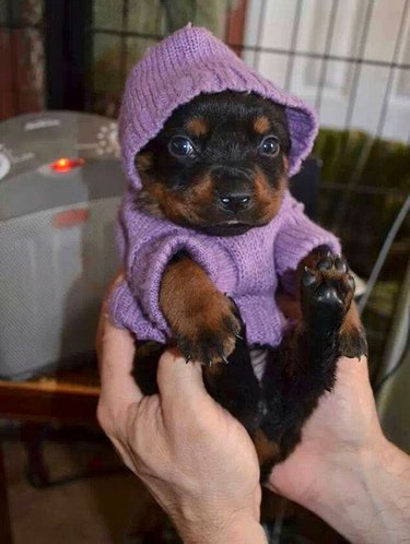 Rottweiler puppy in purple knitted hoodie.