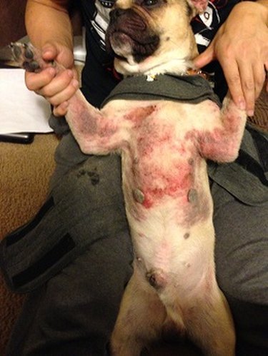 Dog with stomach rash