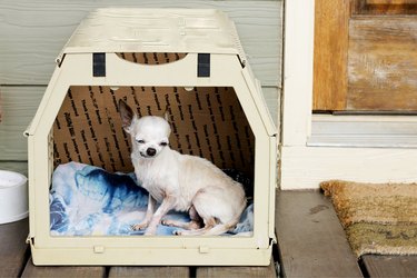 Small white dog in crate