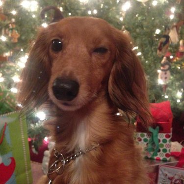 Animals Who Epitomize Christmas Morning Excitement
