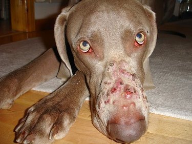 Dog with folliculitis
