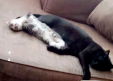 Two cats lying on a couch