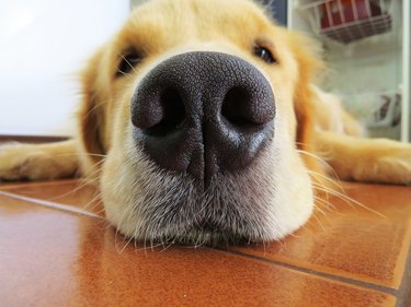 close-up of dog's nose