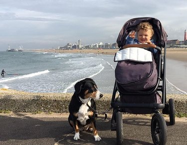 Dog and baby in stroller