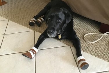dogs wearing booties for the first time