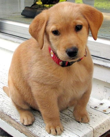 Plump Puppies Prove All The Good Things In Life Are Chubby