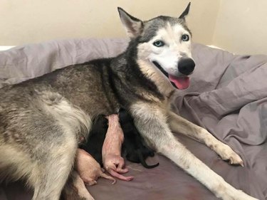 Adorable Husky Gives Birth in the Back of a Woman's Mercedes and She Begs People Not to Tell Her Husband