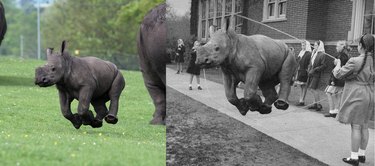 15 animals Photoshopped into ridiculous situations