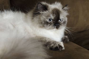 What Causes Matted Cat Hair? | Cuteness