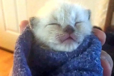 Cat Hates Every Moment Of His First-Time Parents Swaddling Practice